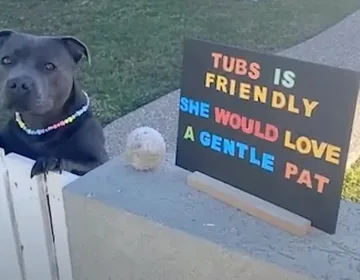 A woman asks strangers to pet her dog through her darkest days photo 2