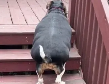 A rescue Beagle drops from 72 pounds after an incredible transformation