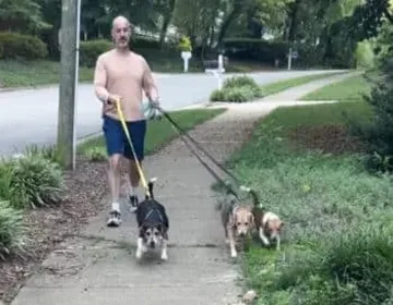 A rescue Beagle drops from 72 pounds after an incredible transformation photo 2