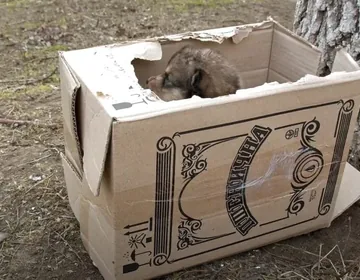 A roadside box holds a litter of innocent puppies