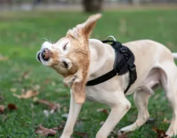 How to treat a yeast infection in dogs