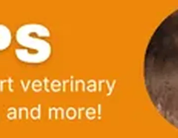 How to treat a yeast infection in dogs photo 2