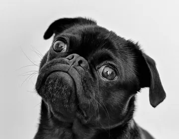 Can a pet dog help control invasive species?