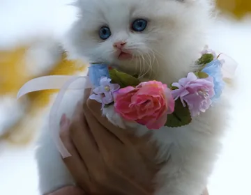 A rescue kitten half the size of her siblings is twice as feisty