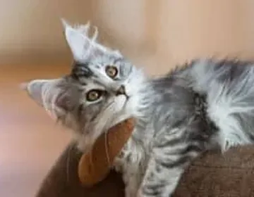 15 gifts to spoil your cat on National Cat Day