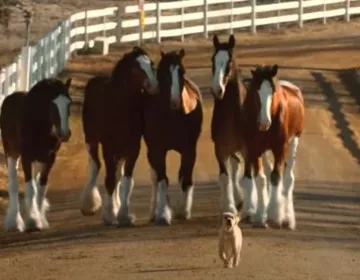 Budweiser reunites the Clydesdales and their puppy friend in a classic commercial