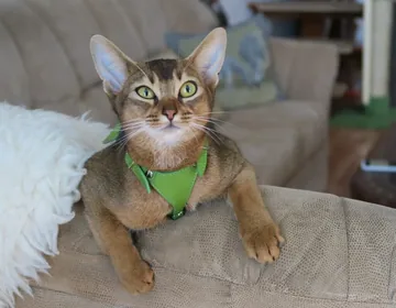 11 social cat breeds that want to be involved in everything