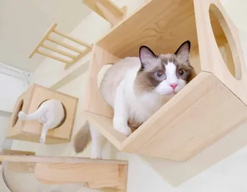 11 social cat breeds that want to be involved in everything photo 2