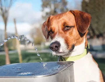How to handle a dog’s diarrhea at home: practical steps
