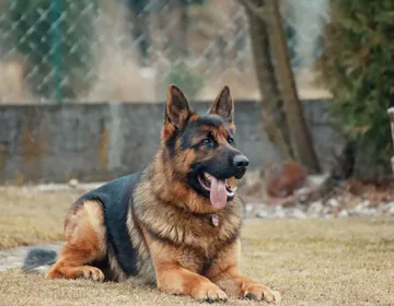 The longevity quest: ways to extend your dog’s life