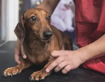Dog stress relief: helping your dog feel calmer