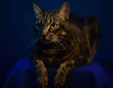 13 surprising reasons cats seem mysterious at night