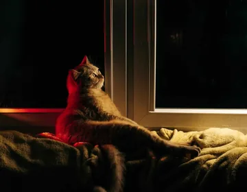 13 surprising reasons cats seem mysterious at night photo 2