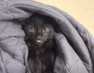 A deputy rescues a tiny kitten from the highway and gives him a home photo 2