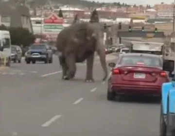 An escaped circus elephant takes on morning traffic