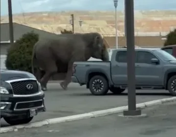An escaped circus elephant takes on morning traffic photo 2