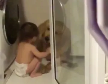 During a thunderstorm, a diapered toddler comforts a frightened Golden Retriever