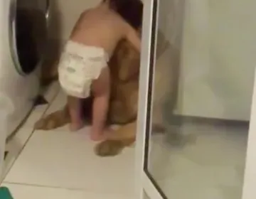 During a thunderstorm, a diapered toddler comforts a frightened Golden Retriever photo 2