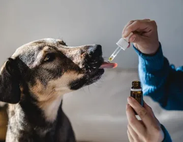 Anti-anxiety products for dogs: what to consider