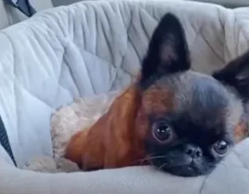 A puppy who would not grow prompts her new mom to investigate