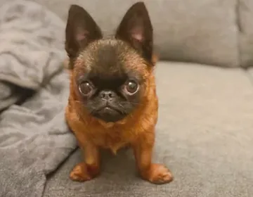 A puppy who would not grow prompts her new mom to investigate photo 2