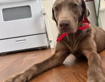 A rescue dog discovers the Labrador tradition of fetch—with one rule