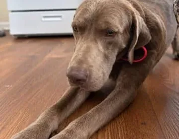 A rescue dog discovers the Labrador tradition of fetch—with one rule photo 2