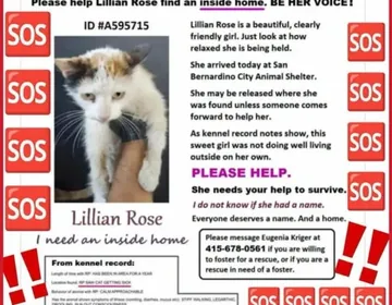 iHeartCats Hero VIPs help Lillian Rose eat without pain