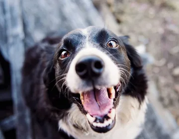 Does brain size affect how trainable a dog is?