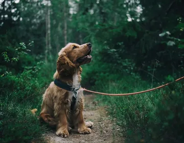 Is raising a puppy difficult? One in three families says yes